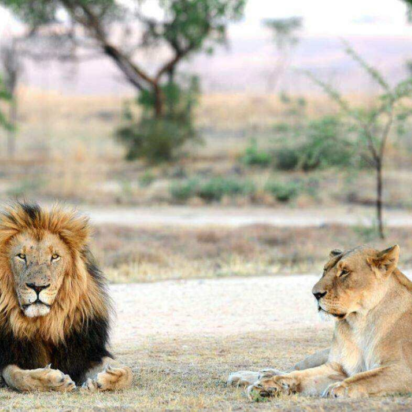 Rhino and Lion Nature Reserve